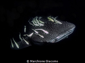 Huvadhoo. Maldives.Whale shark and remores.
Nikon D800E ... by Marchione Giacomo 